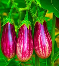 Goblinfruit9 copy.jpg