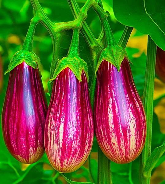 File:Goblinfruit9 copy.jpg