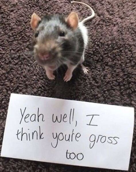 File:Rat2.jpeg