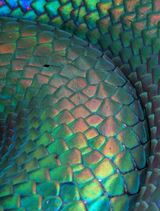 Snake2.jpeg