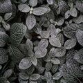 Dark+lucy+leaves (1).jpg