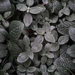 Dark+lucy+leaves (1).jpg